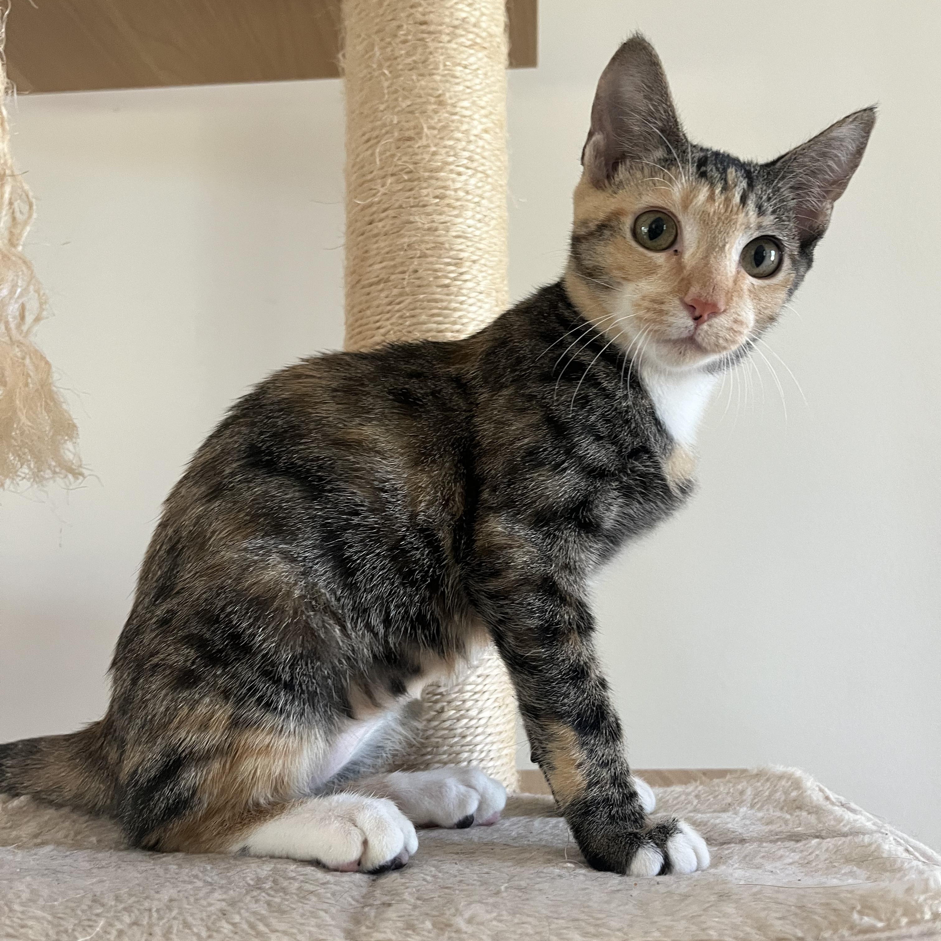 Enlarge Dottie (the sweetest girl), a Adoptable mixed breed in Atlanta, GA image 3/4