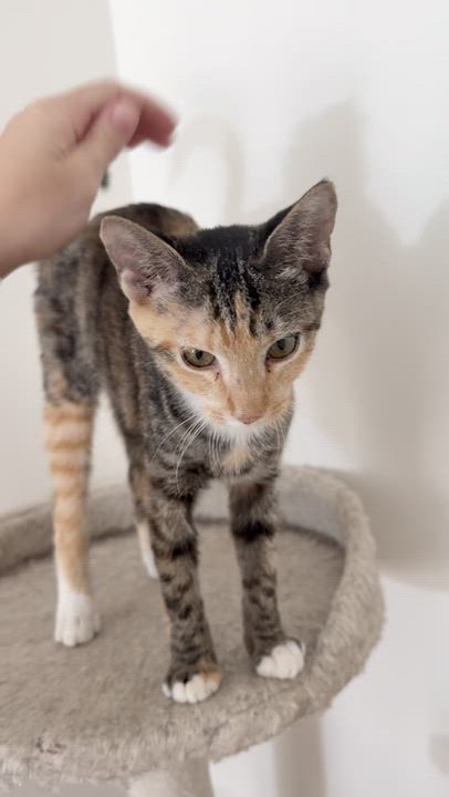 Enlarge Dottie (the sweetest girl), a Adoptable mixed breed in Atlanta, GA video 4/4