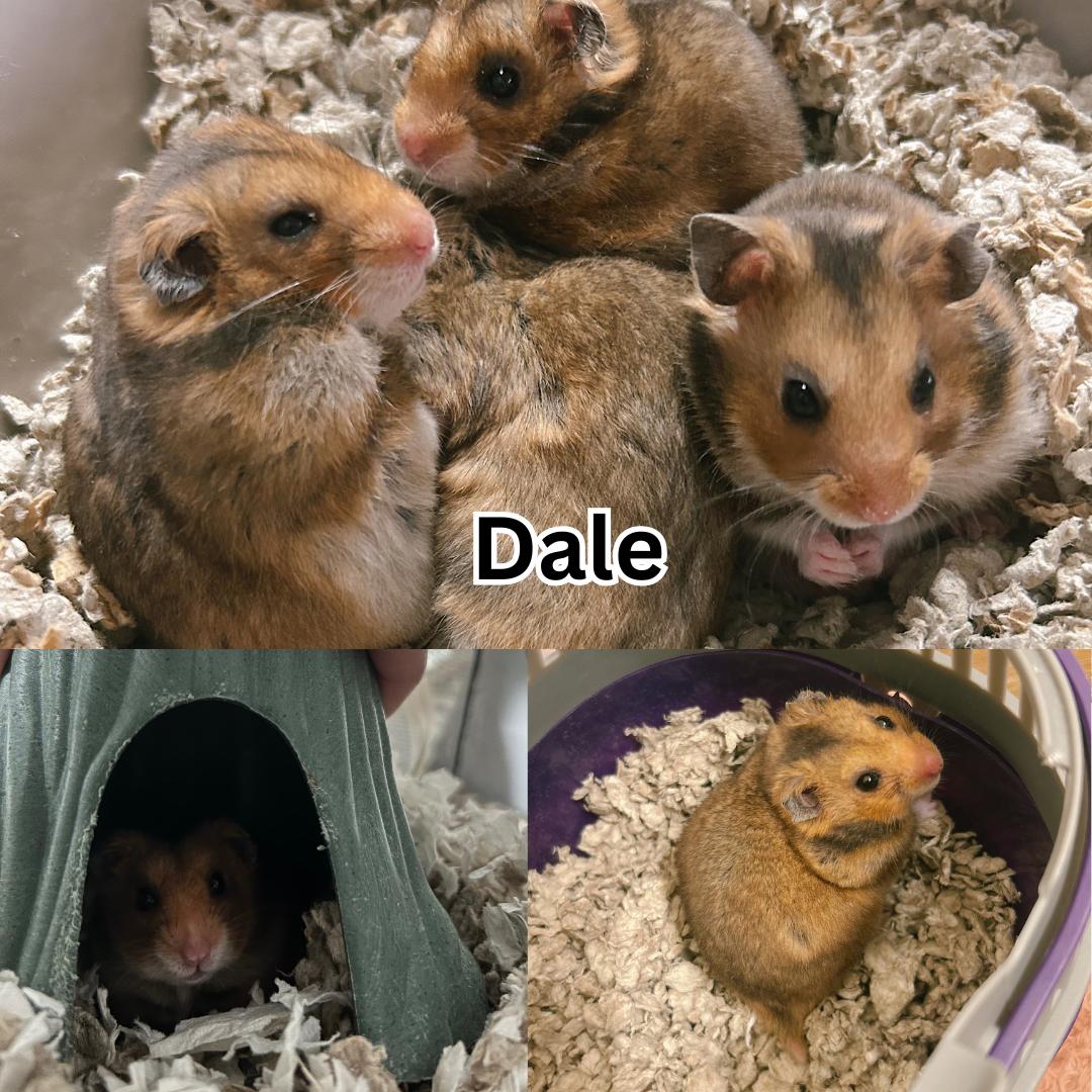 Enlarge Dale, an adopted Hamster in Modesto, CA image 1/1
