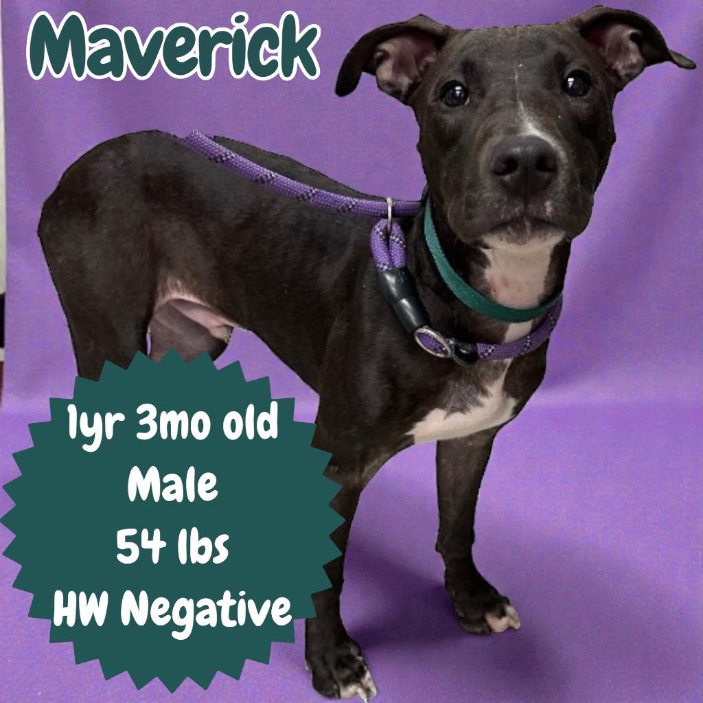 Maverick, Adoptable, Young Male Pit Bull Terrier.