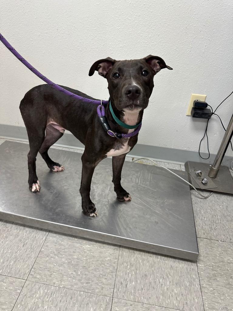 Enlarge Maverick, a Adoptable Pit Bull Terrier in Sorrento, LA image 2/2