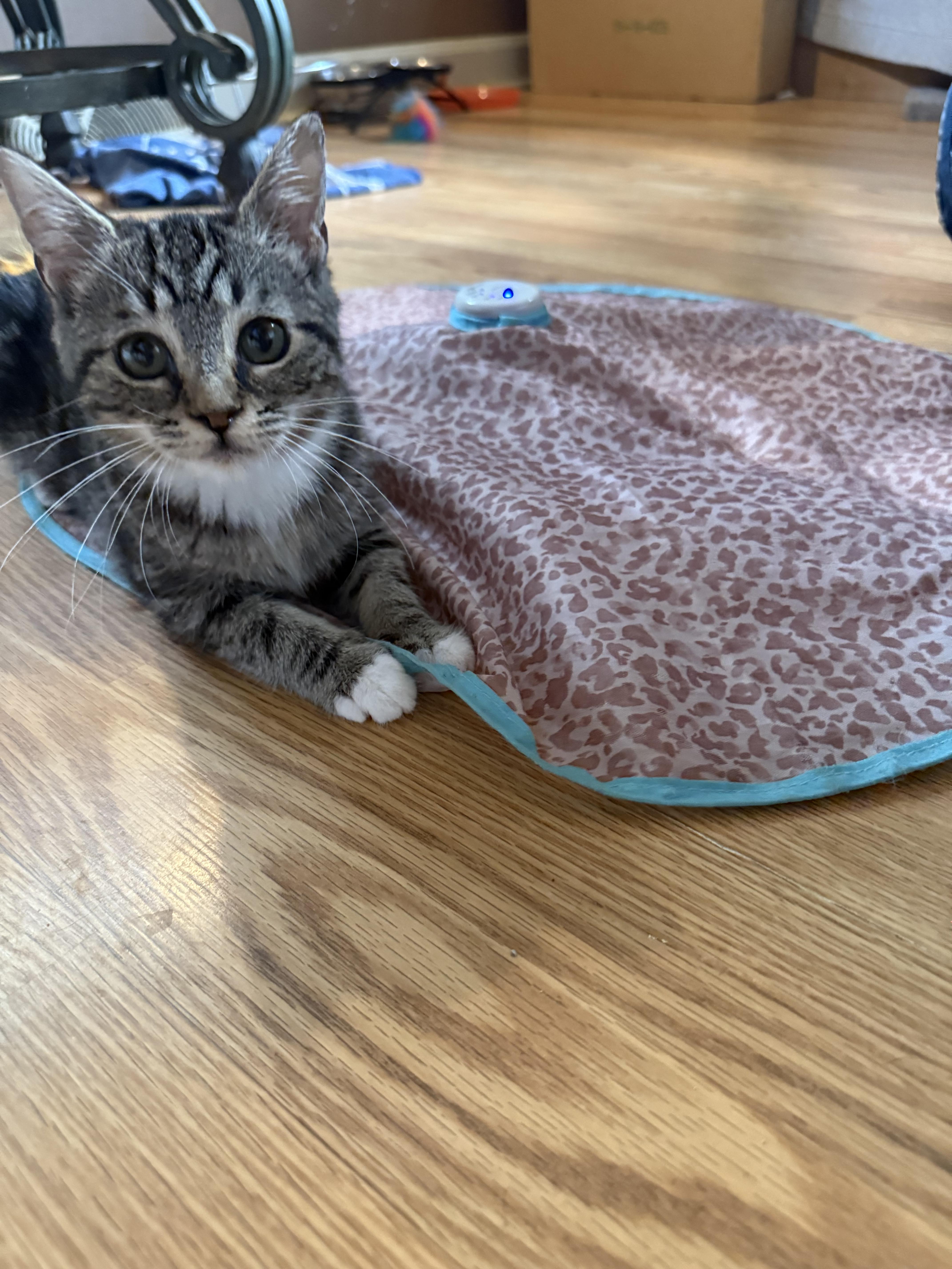 Hugo, a Adoptable Domestic Short Hair in Davidson, NC image 1/6