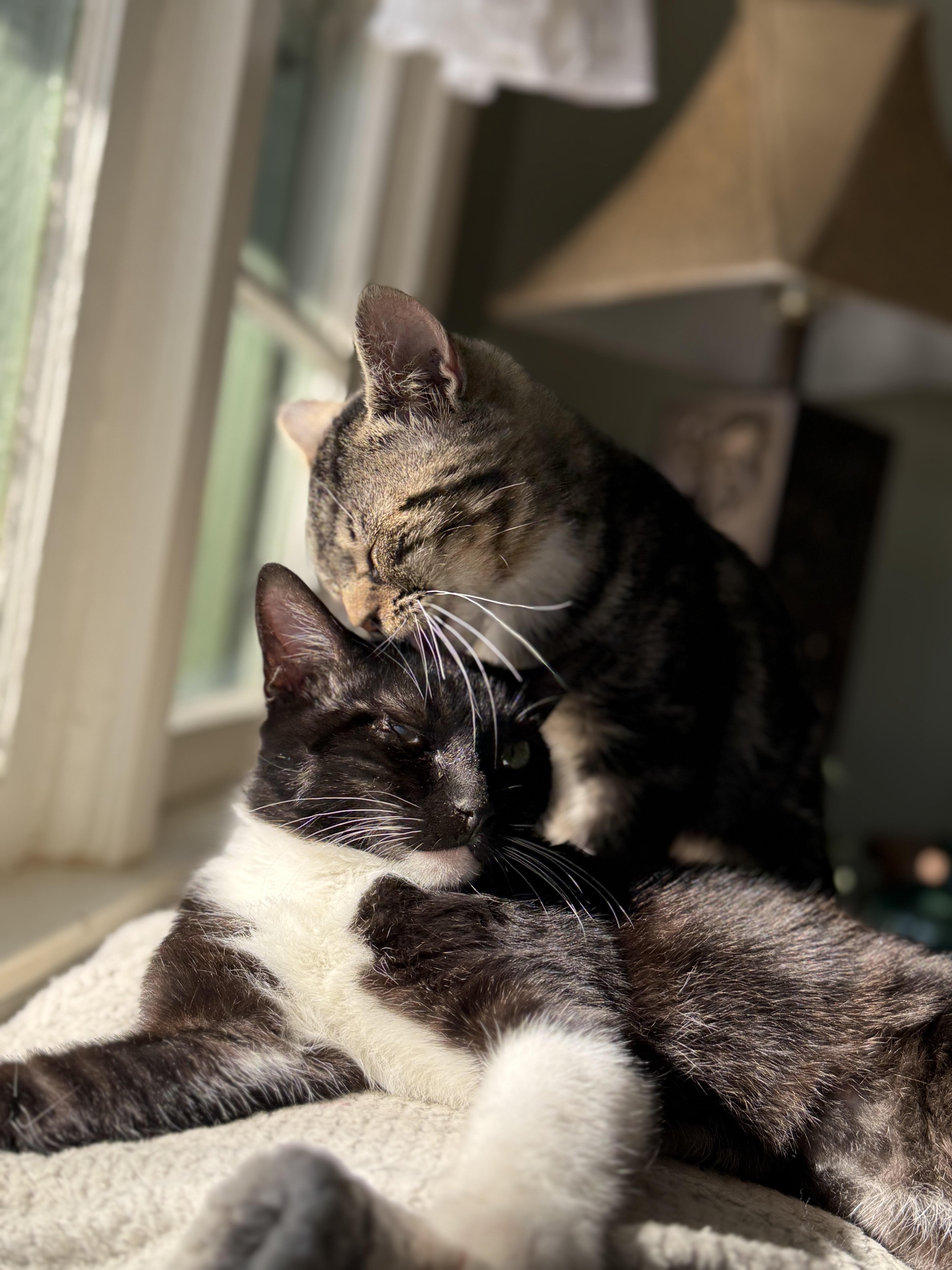 Hugo, a Adoptable Domestic Short Hair in Davidson, NC image 2/6