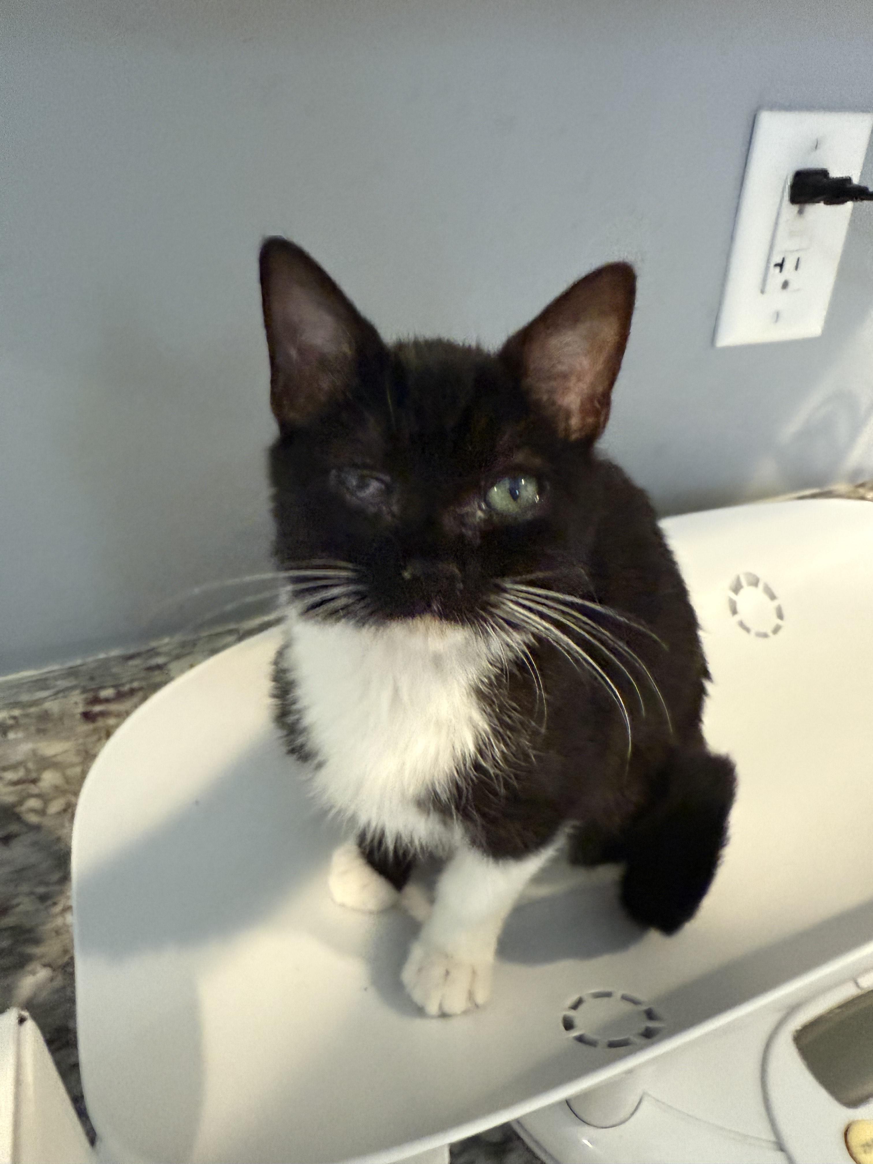 Hugo, a Adoptable Domestic Short Hair in Davidson, NC image 4/6