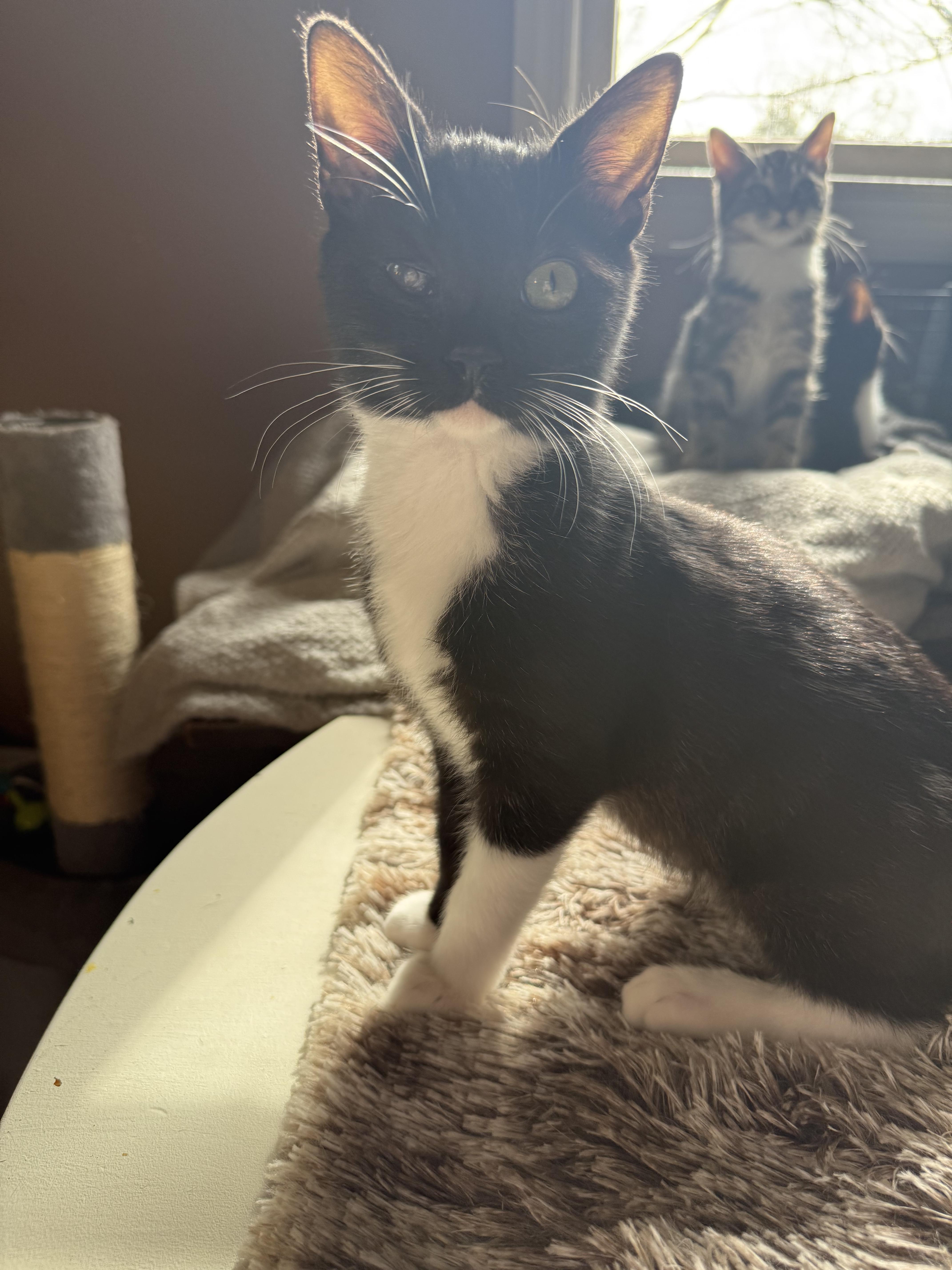 Hugo, a Adoptable Domestic Short Hair in Davidson, NC image 5/6