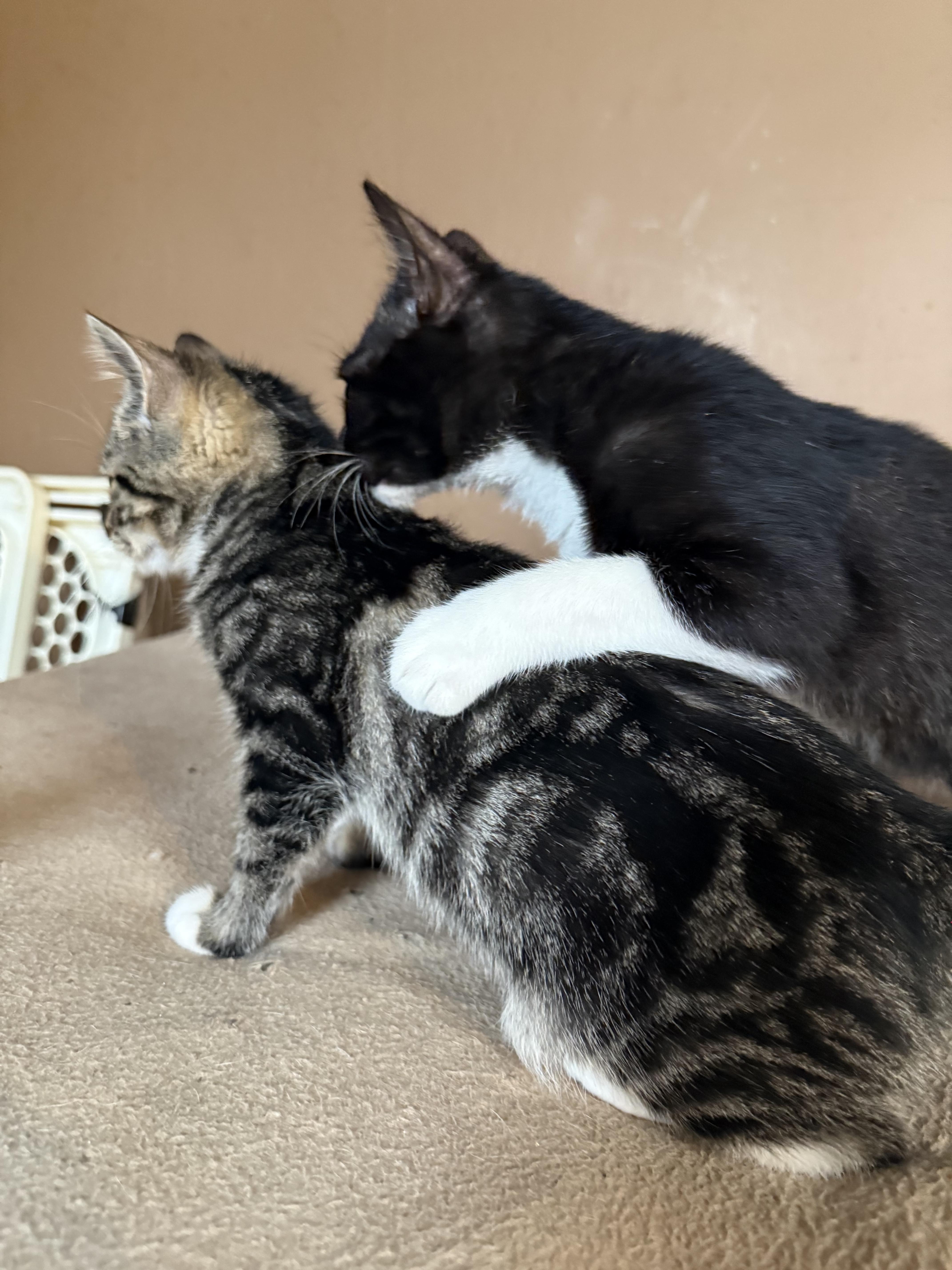 Hugo, a Adoptable Domestic Short Hair in Davidson, NC image 6/6