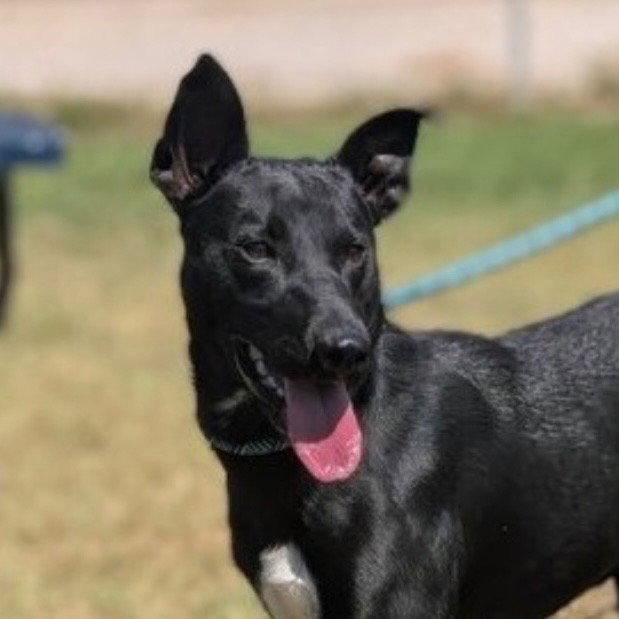 Apollo, ADOPTABLE, Young • Male, Australian Kelpie & Terrier.