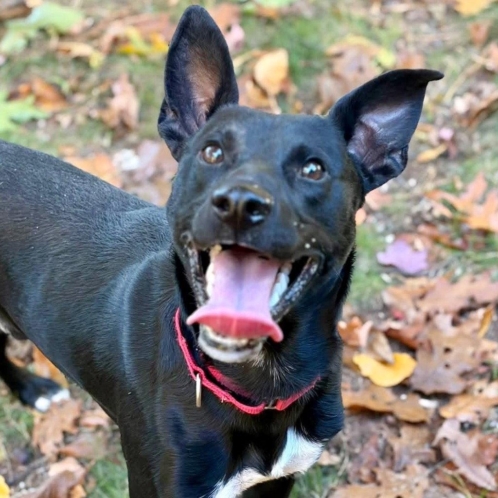 Enlarge Apollo, a Adoptable mixed breed in Bloomfield, CT image 2/3