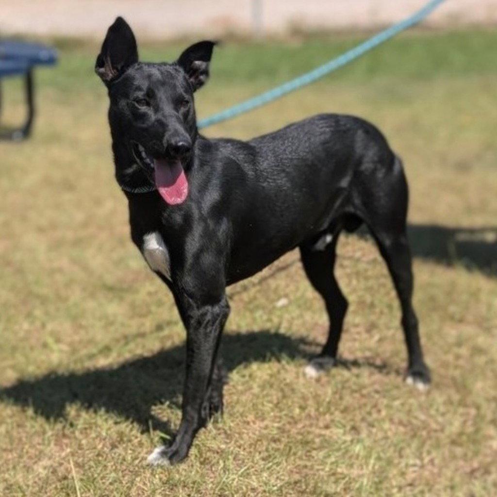 Enlarge Apollo, a Adoptable mixed breed in Bloomfield, CT image 3/3
