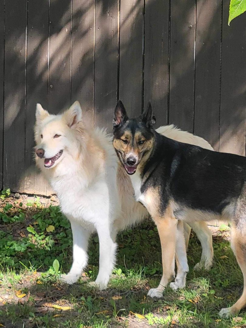 Prada, Adopted, Young Female German Shepherd Dog.