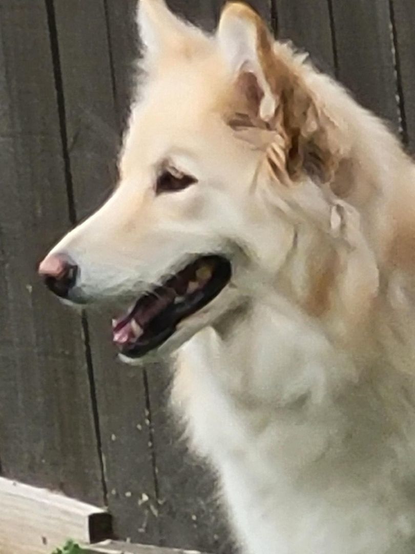 Enlarge Prada, a Adopted mixed breed in Poynette, WI image 2/8