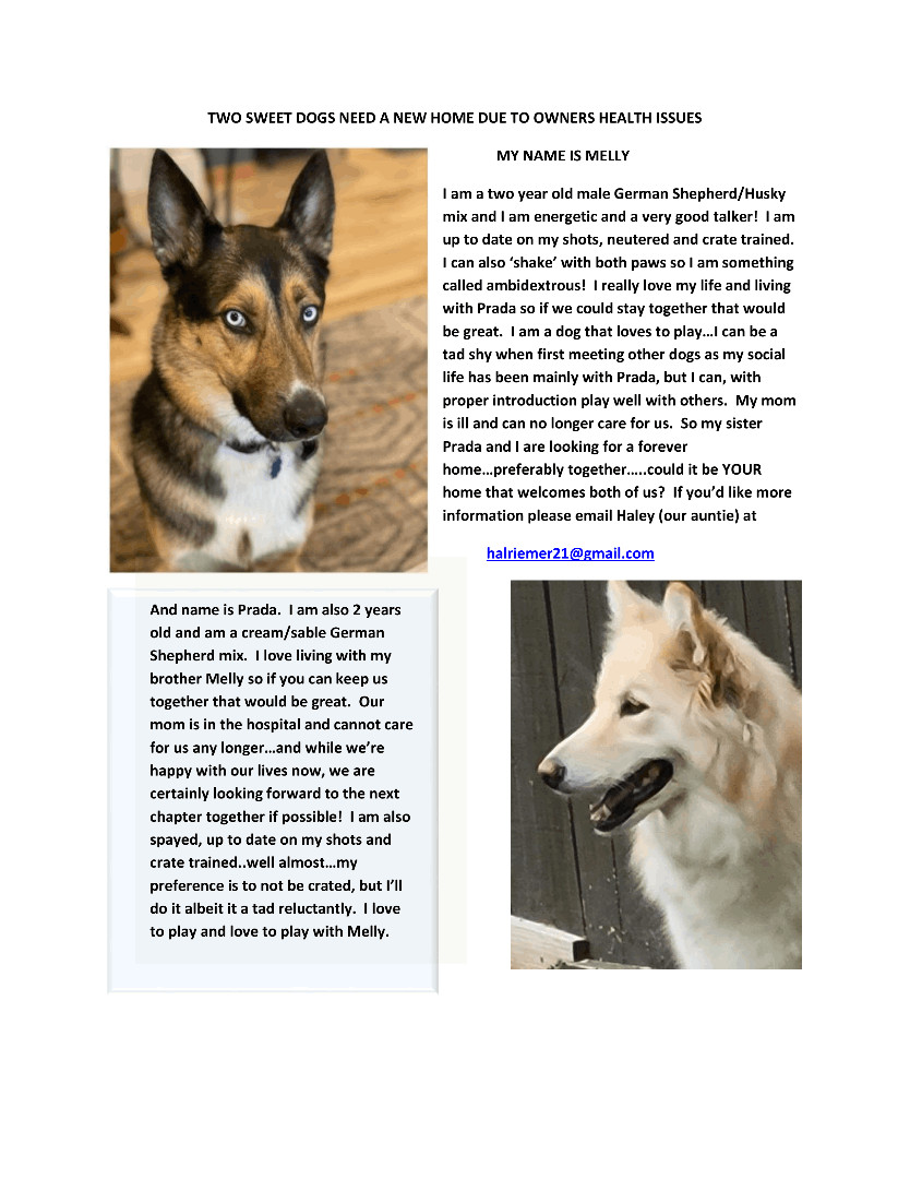 Enlarge Prada, a Adopted mixed breed in Poynette, WI image 3/8