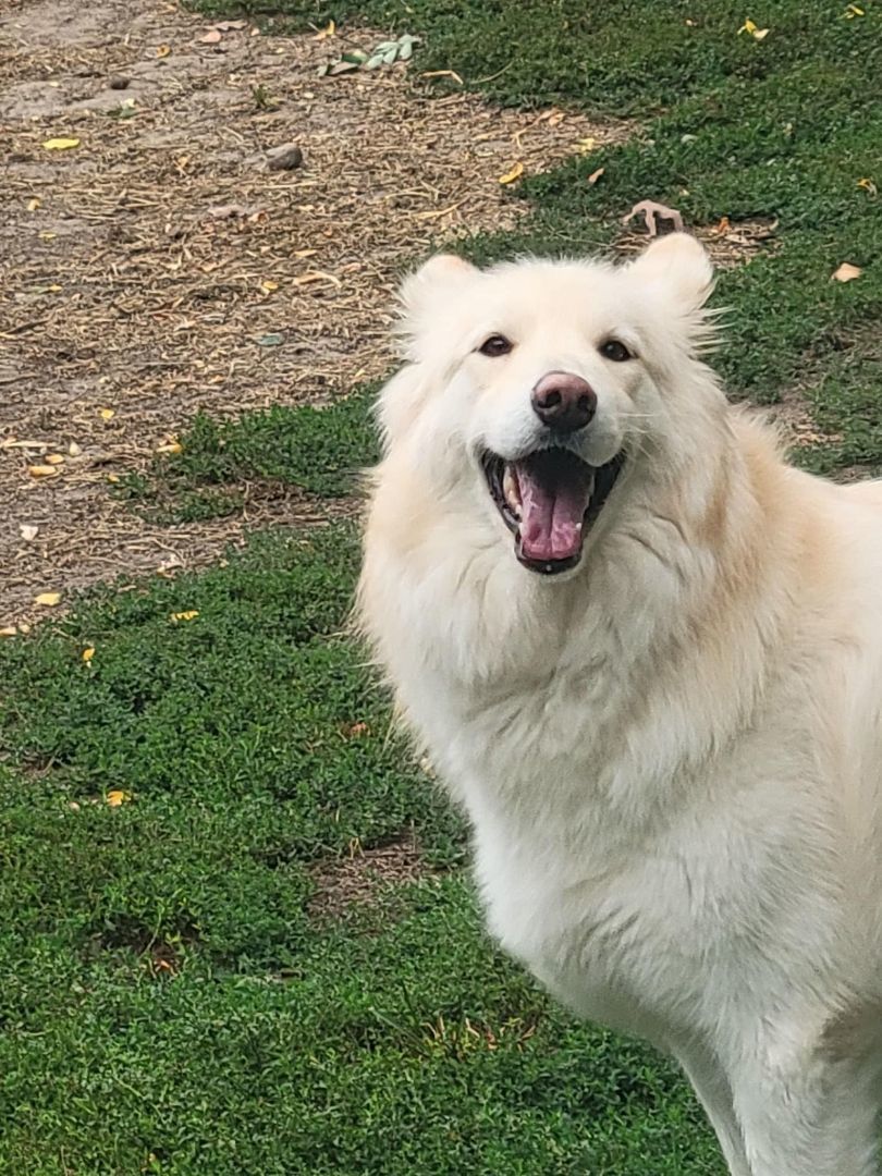 Enlarge Prada, a Adopted mixed breed in Poynette, WI image 4/8