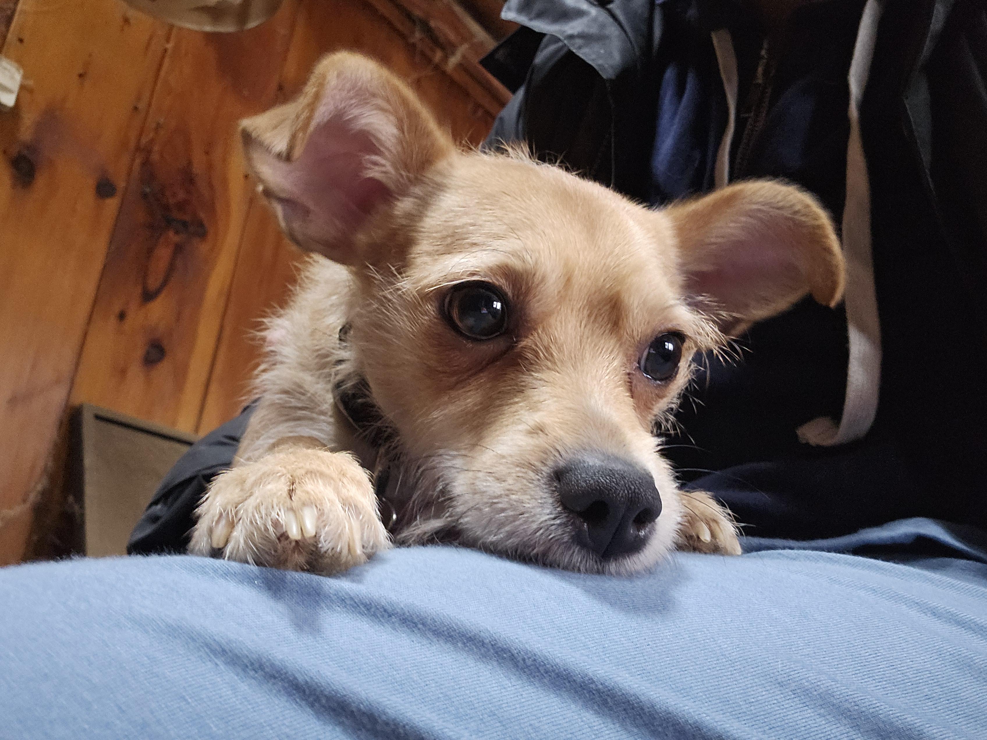 Enlarge Coco, a Adopted mixed breed in Sharon, CT image 1/3