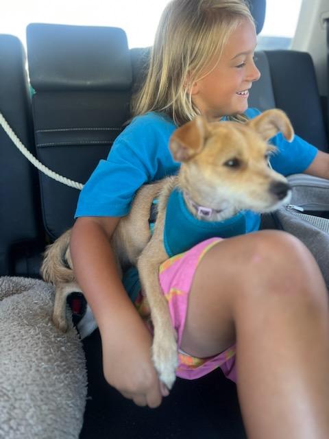 Enlarge Coco, a Adopted mixed breed in Sharon, CT image 3/3