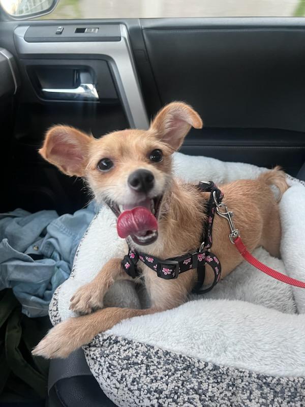 Enlarge Coco, a Adopted mixed breed in Sharon, CT image 2/3