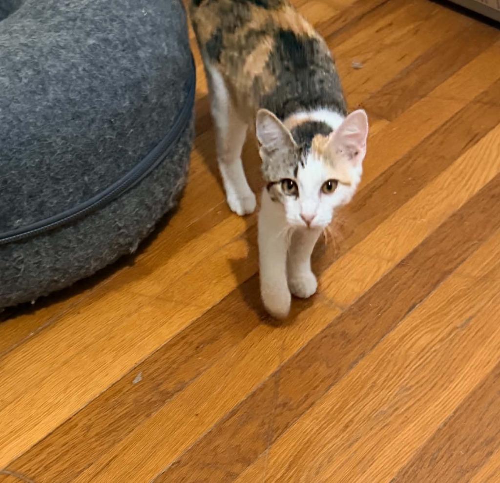 Paprika, Adoptable, Kitten Female Calico.