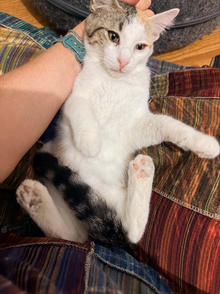 Enlarge Paprika, a Adoptable Calico in Miami, OK image 3/3