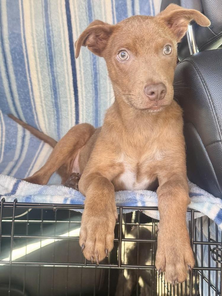 Blu, a ADOPTABLE mixed breed in TUCSON, AZ image 4/4