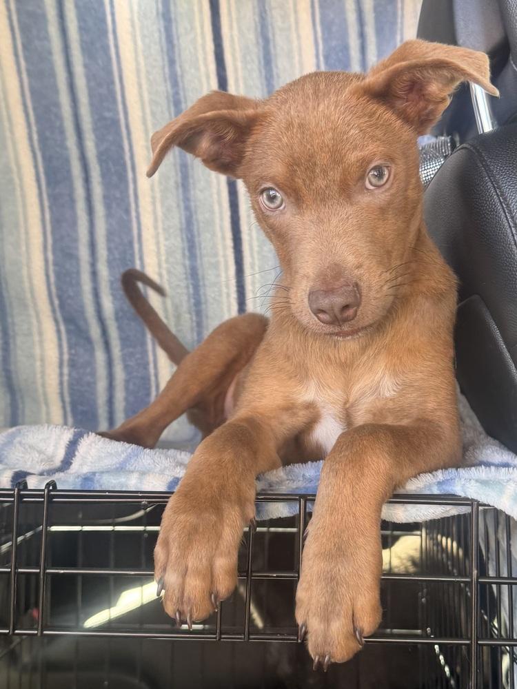 Blu, a ADOPTABLE mixed breed in TUCSON, AZ image 3/4