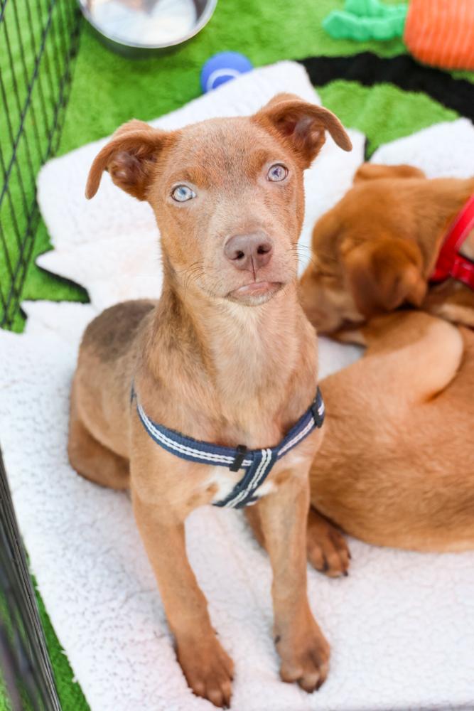 Blu, a ADOPTABLE mixed breed in TUCSON, AZ image 1/4