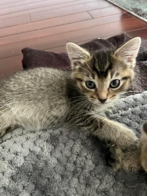 Crackle, Baby Male Domestic Short Hair