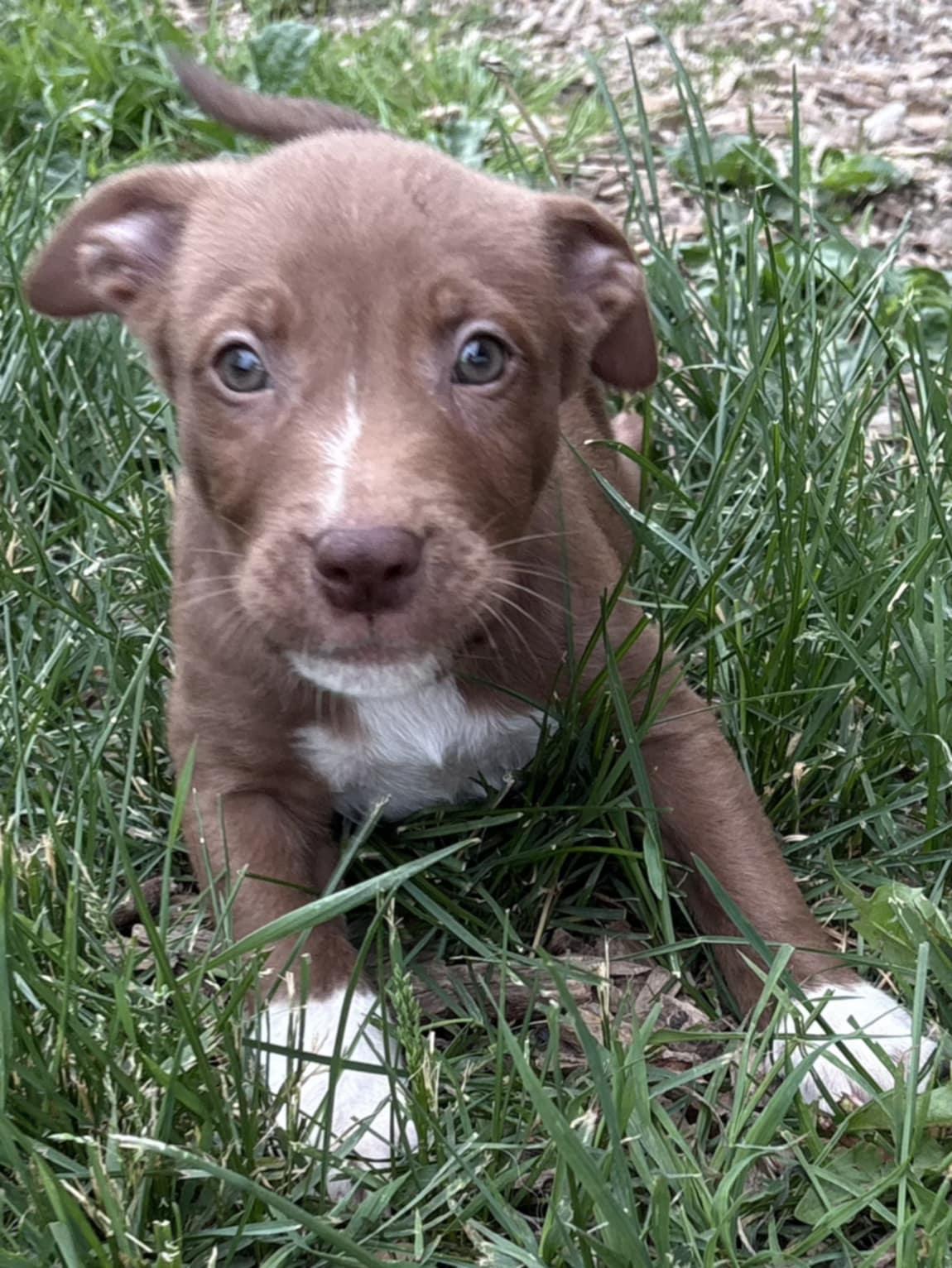 Summit, a Adopted mixed breed in Kemble, ON image 1/3