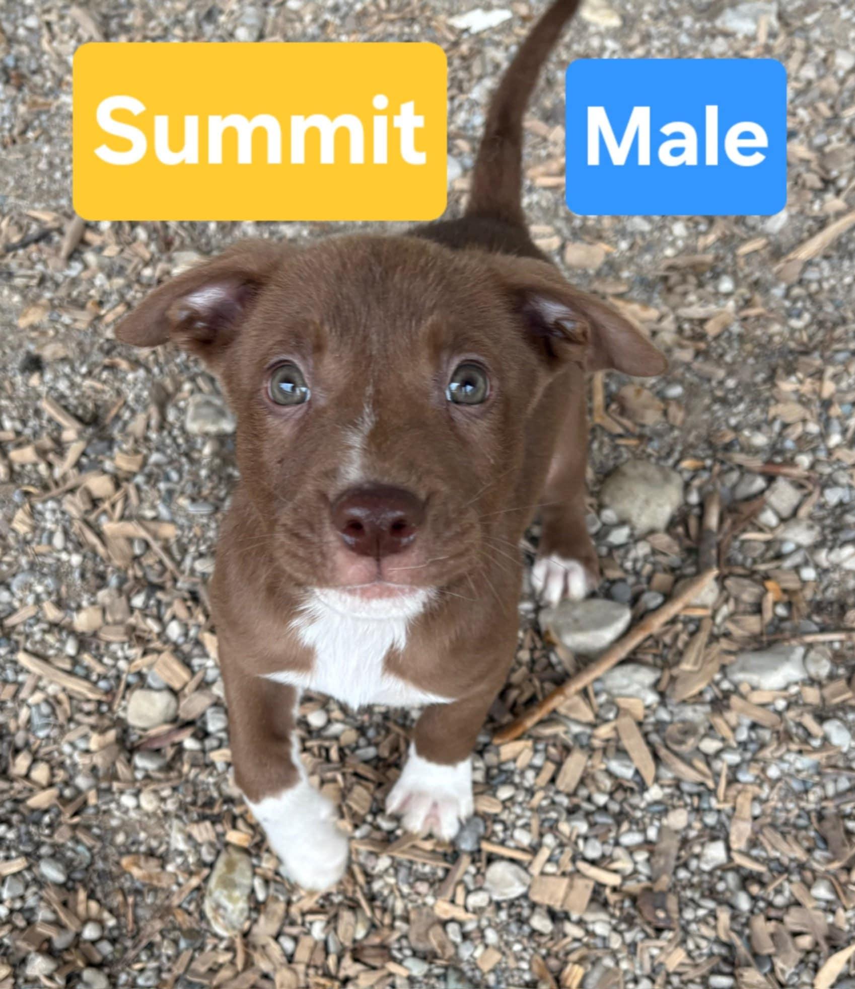 Summit, a Adopted mixed breed in Kemble, ON image 2/3