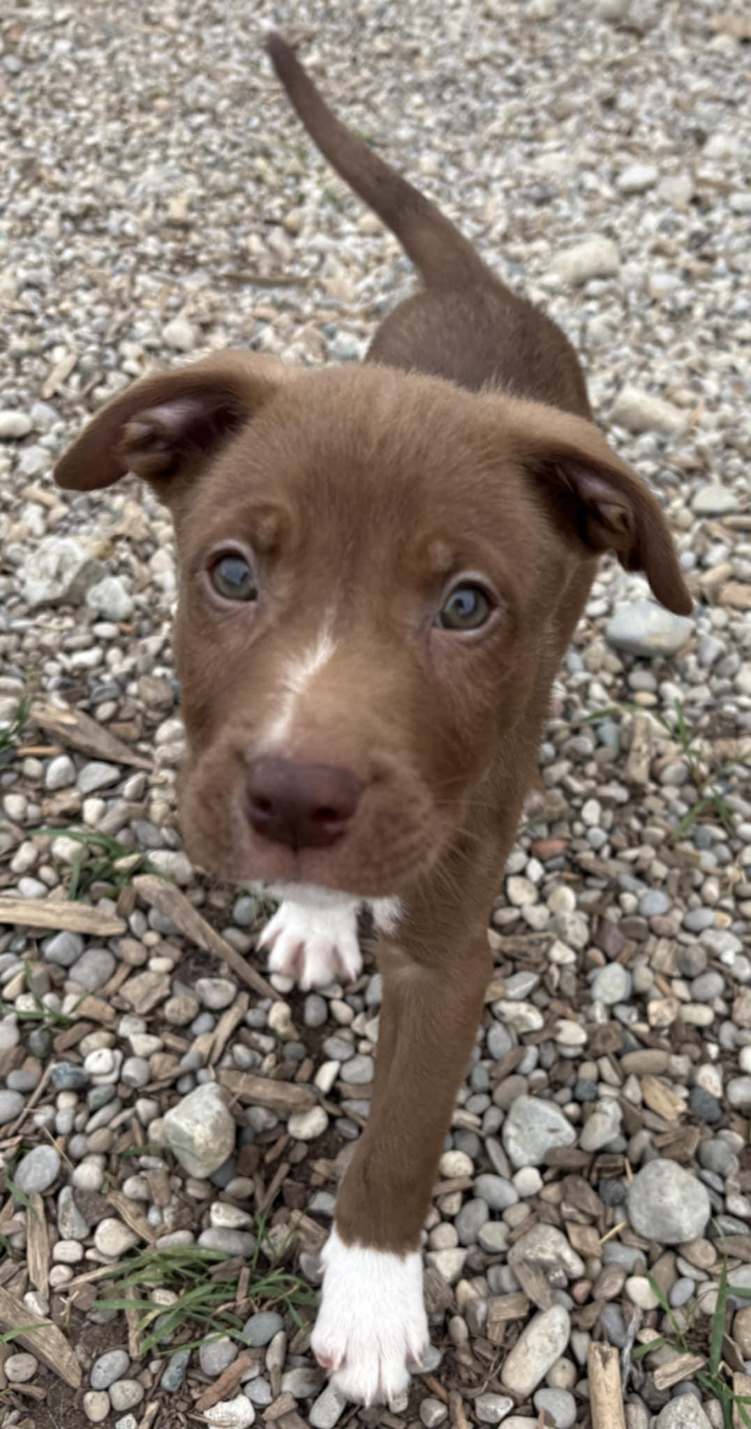 Summit, a Adopted mixed breed in Kemble, ON image 3/3