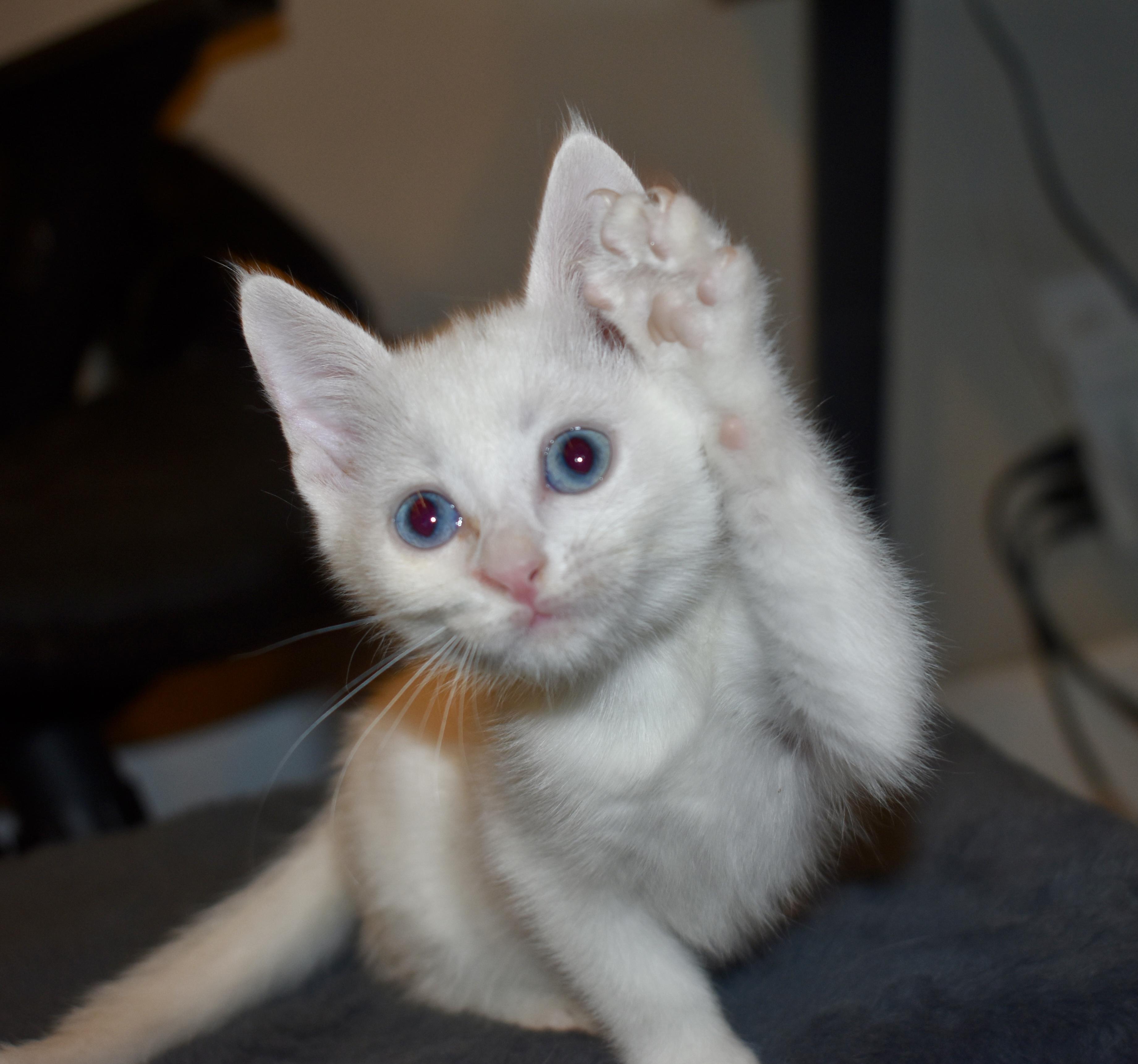 Prima, a ADOPTABLE mixed breed in Davis, CA image 2/3
