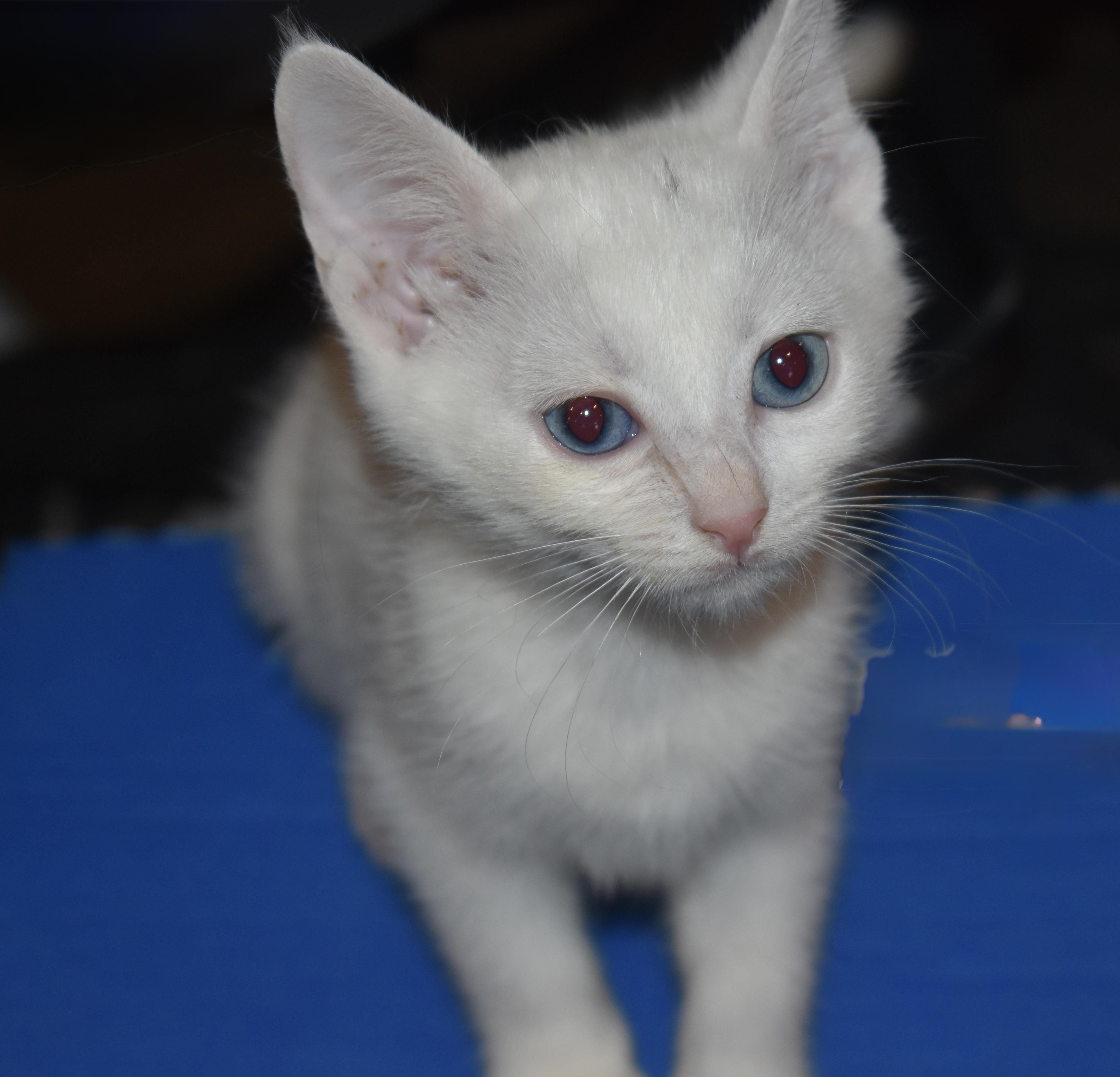 Prima, a ADOPTABLE mixed breed in Davis, CA image 1/3