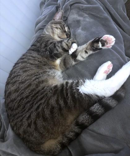 Jangle — thumbnail 2