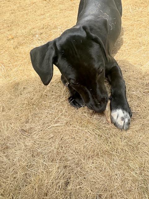 Enlarge Rosie, an adopted mixed breed in Eureka, CA image 2/2