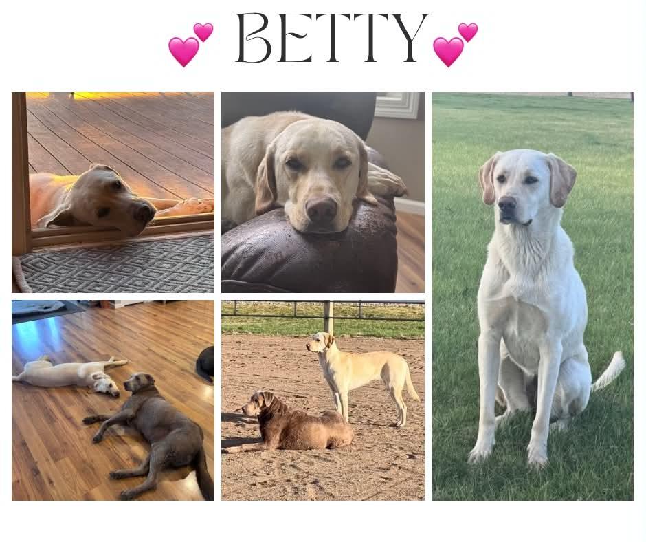 Betty, Adoptable, Adult Female Labrador Retriever.