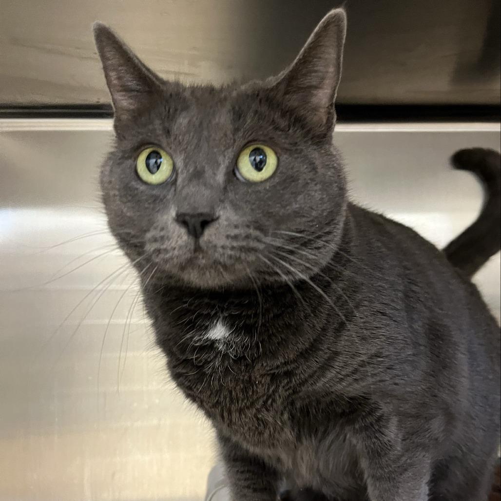 Ladybird — thumbnail 2