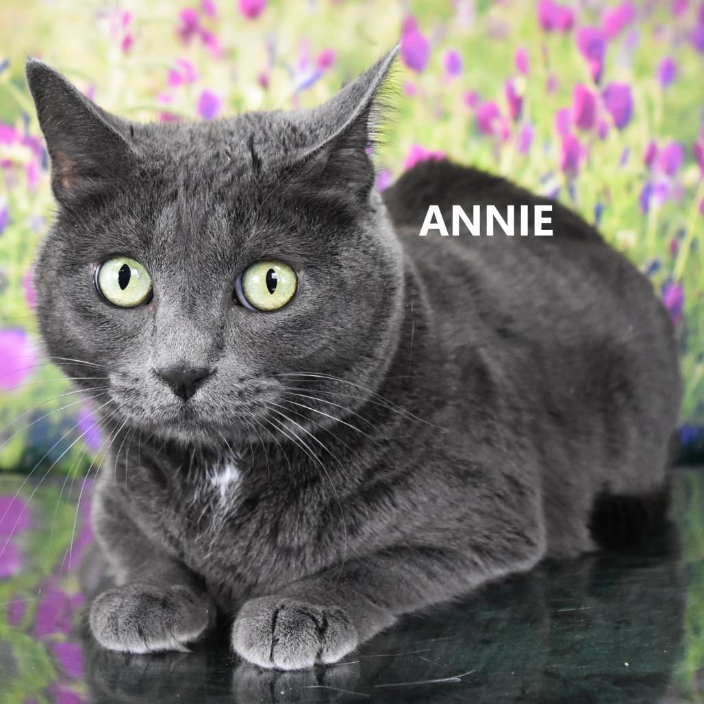 Ladybird — thumbnail 4