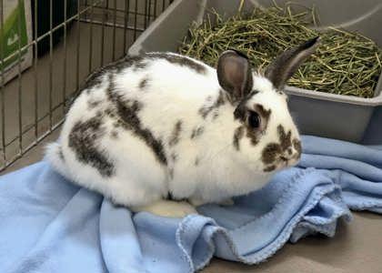 Double Cheeks, Adoptable, Adult Male English Spot.