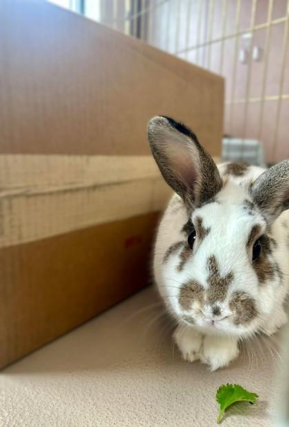 Double Cheeks, a Adoptable mixed breed in Appleton, WI image 2/2