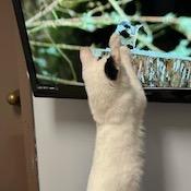 Greg--In Foster, Adoptable, Adult Male Domestic Short Hair.