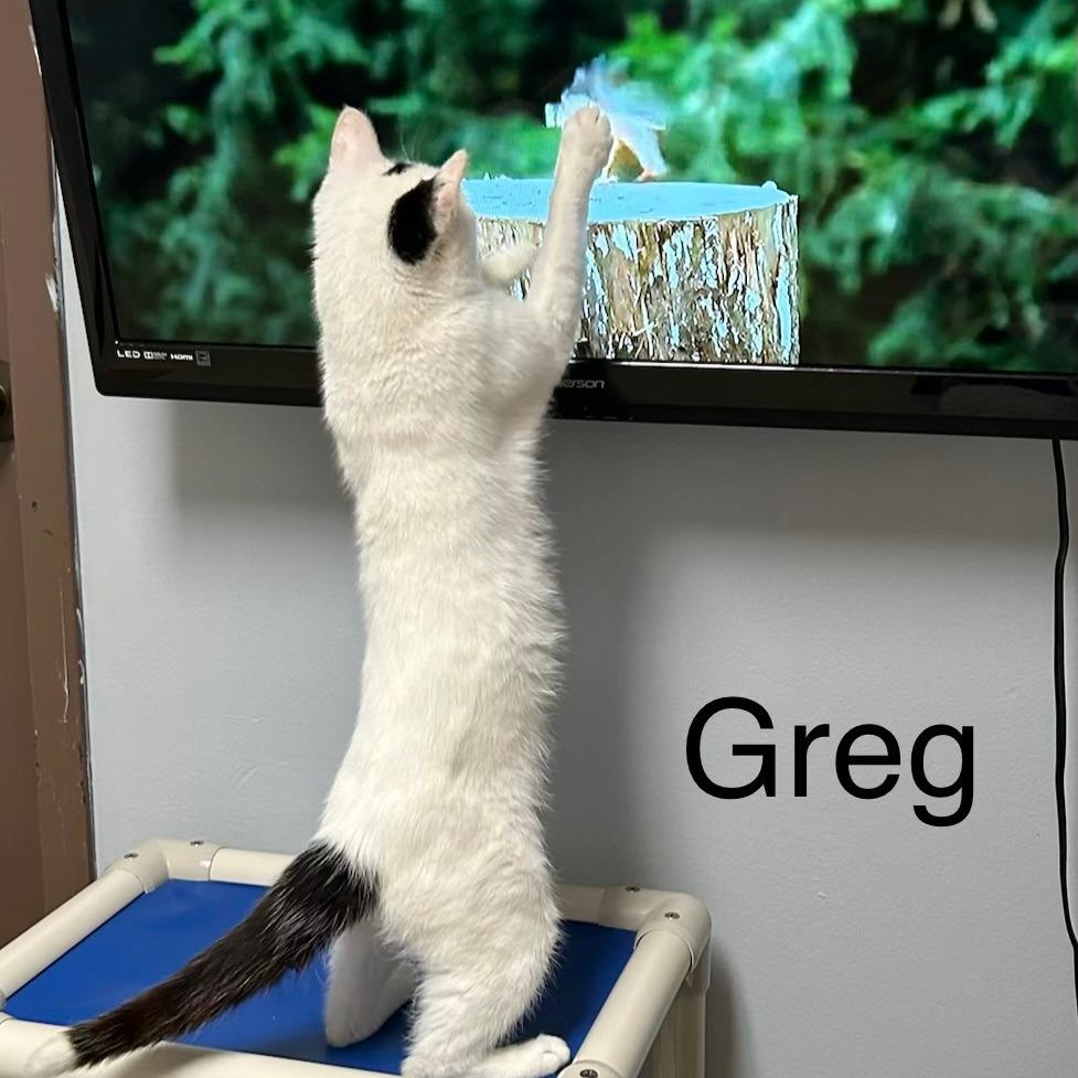 Enlarge Greg--In Foster, a Adoptable Domestic Short Hair in Fargo, ND image 2/6