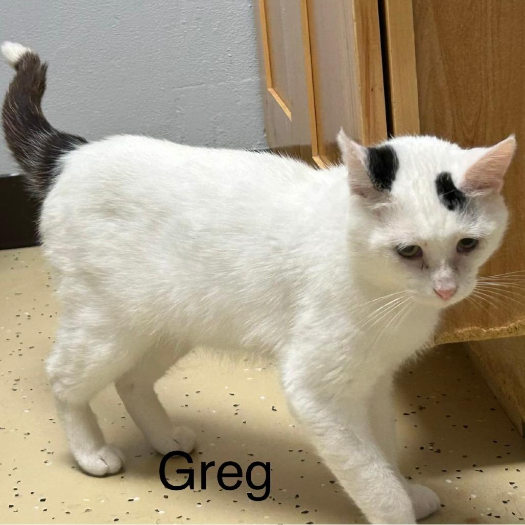 Enlarge Greg--In Foster, a Adoptable Domestic Short Hair in Fargo, ND image 3/6
