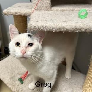 Enlarge Greg--In Foster, a Adoptable Domestic Short Hair in Fargo, ND image 4/6
