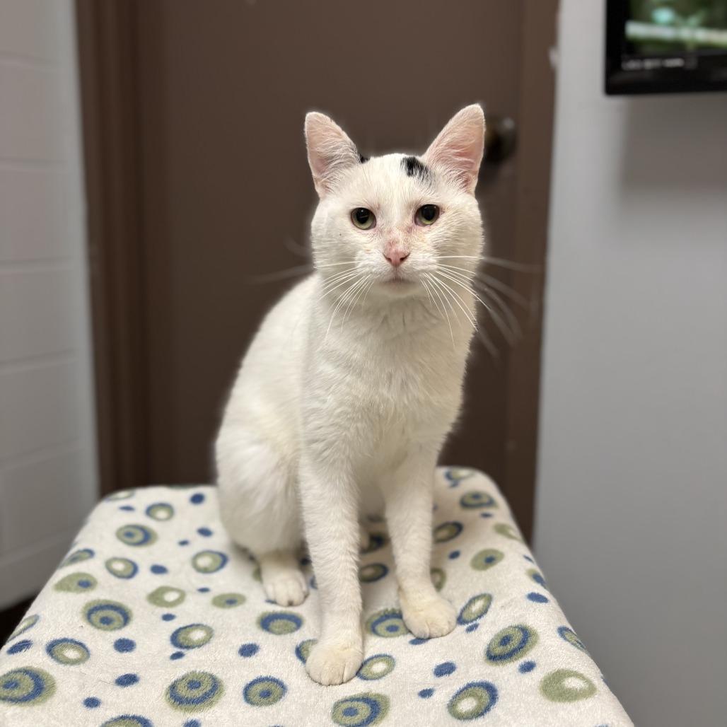 Enlarge Greg--In Foster, a Adoptable Domestic Short Hair in Fargo, ND image 5/6