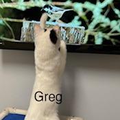 Enlarge Greg--In Foster, a Adoptable Domestic Short Hair in Fargo, ND image 6/6