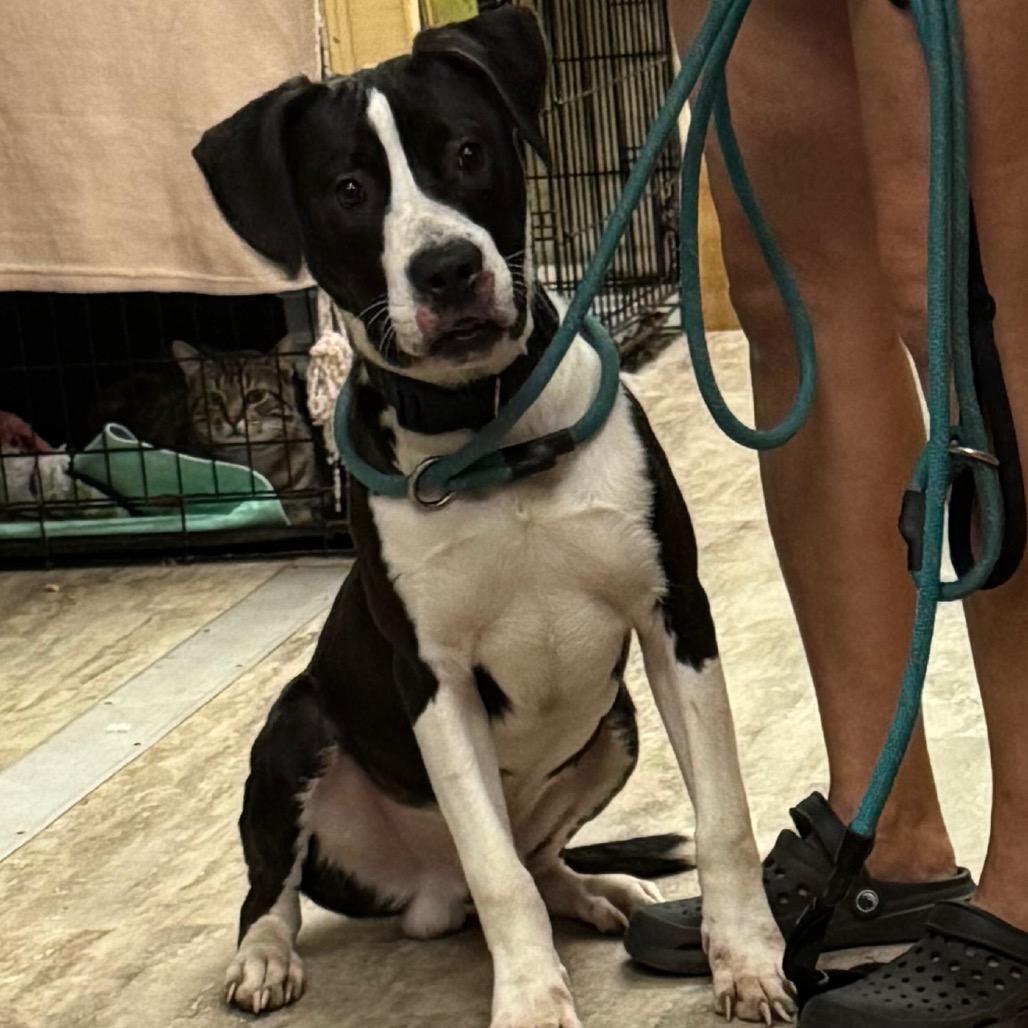 Kole, Adoptable, Young Male Mixed Breed.