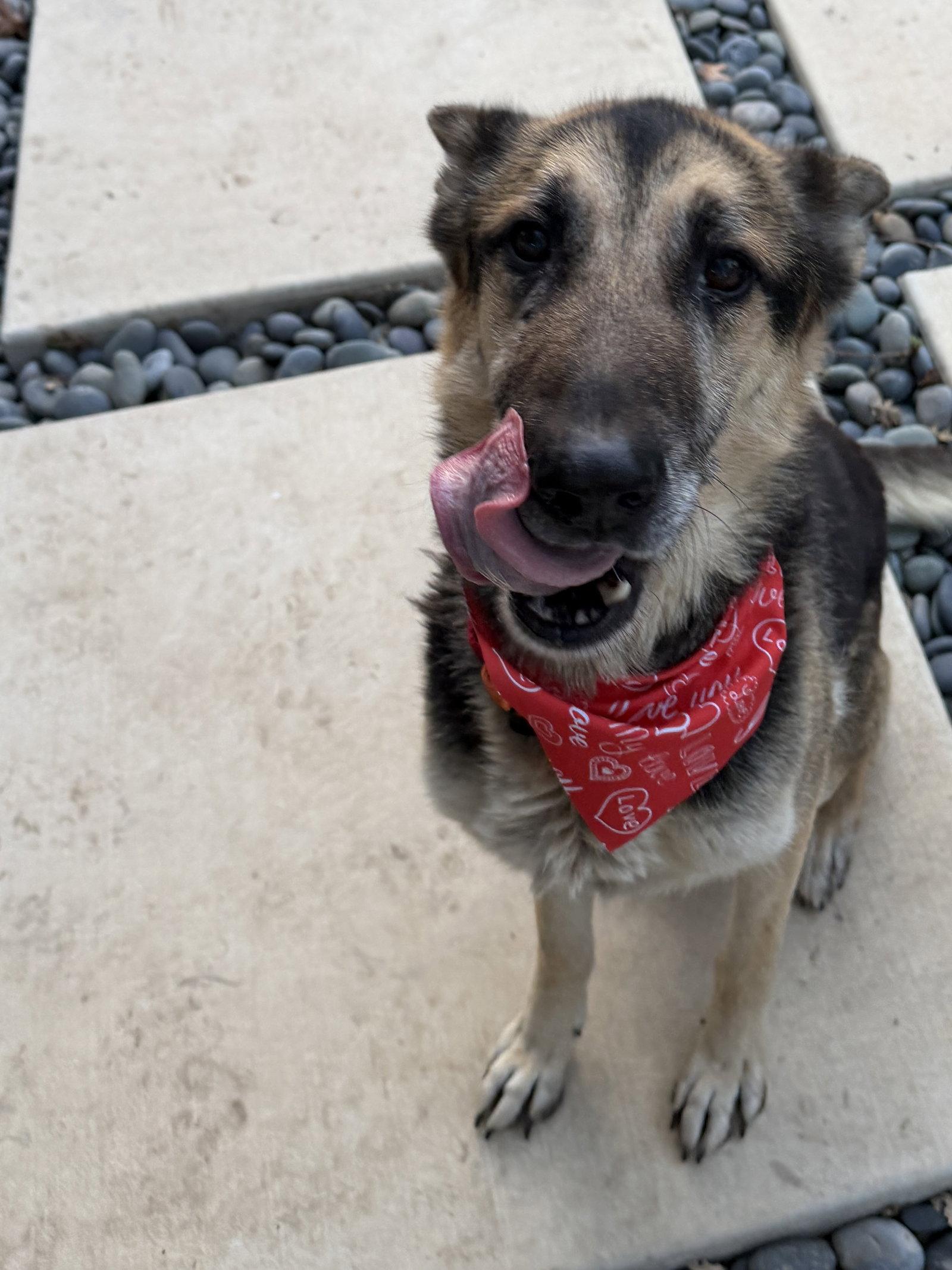 Paul, Adoptable, Senior Male German Shepherd Dog.