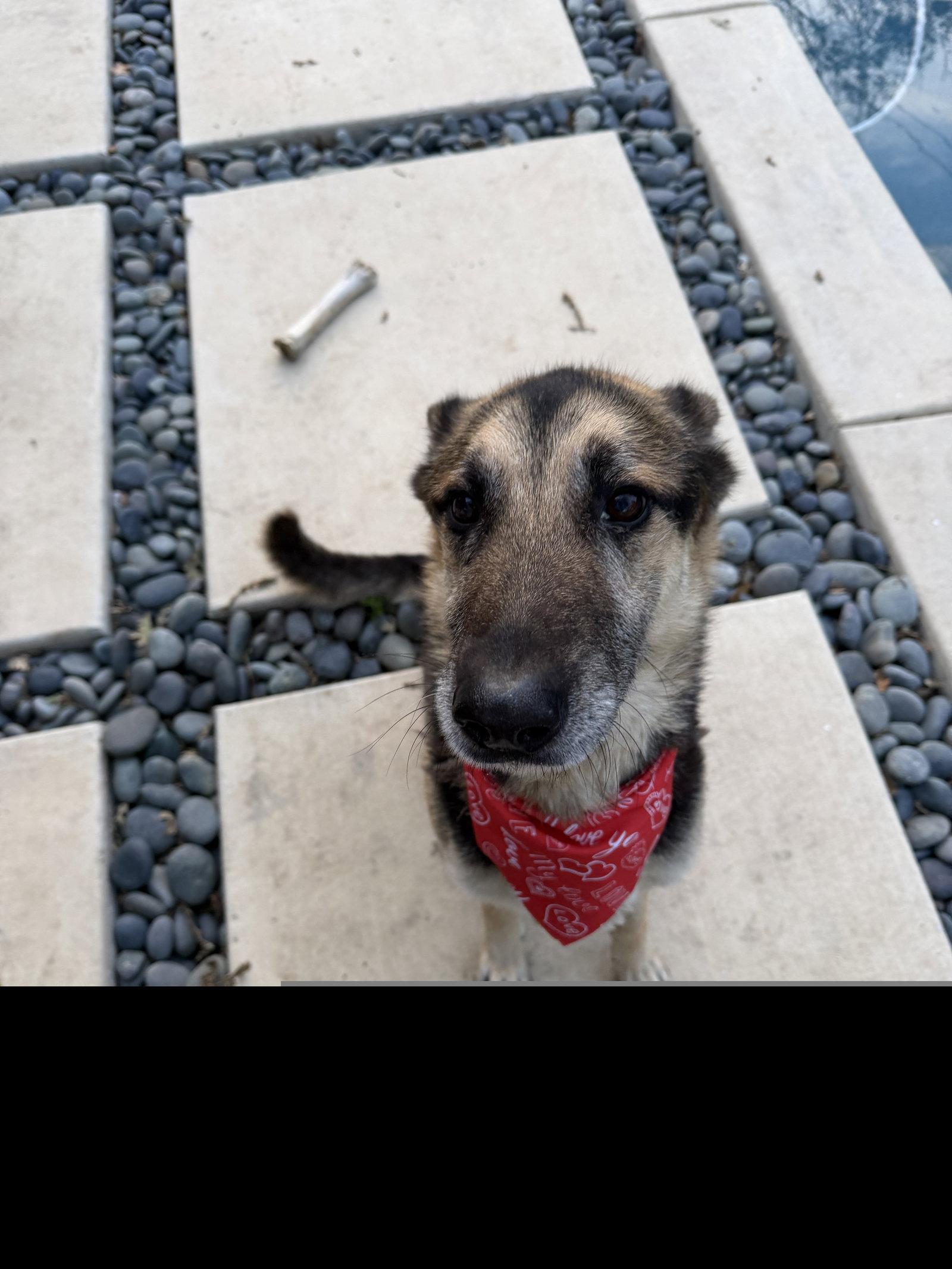 Enlarge Paul, a Adoptable German Shepherd Dog in Roseville, CA image 2/2