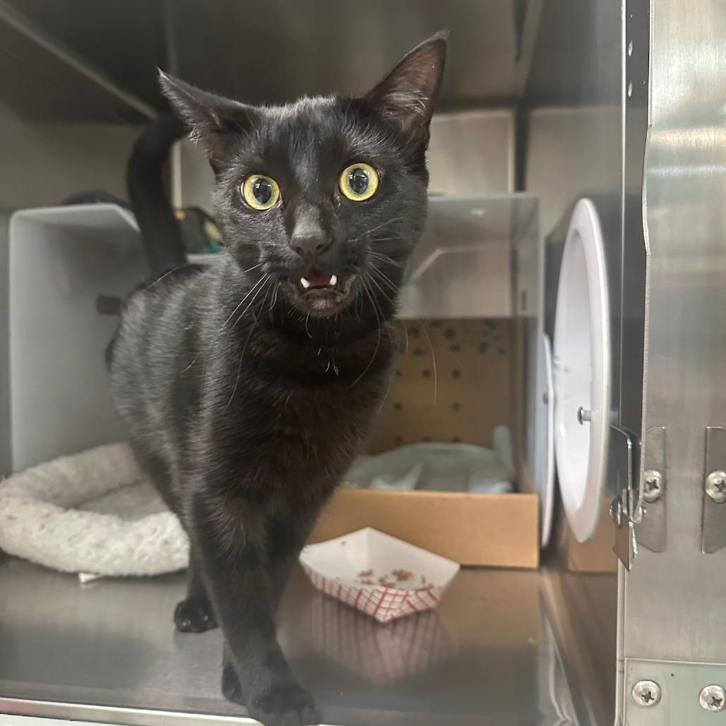 Chilaquiles, a Adoptable Domestic Short Hair in Santa Barbara, CA image 1/2