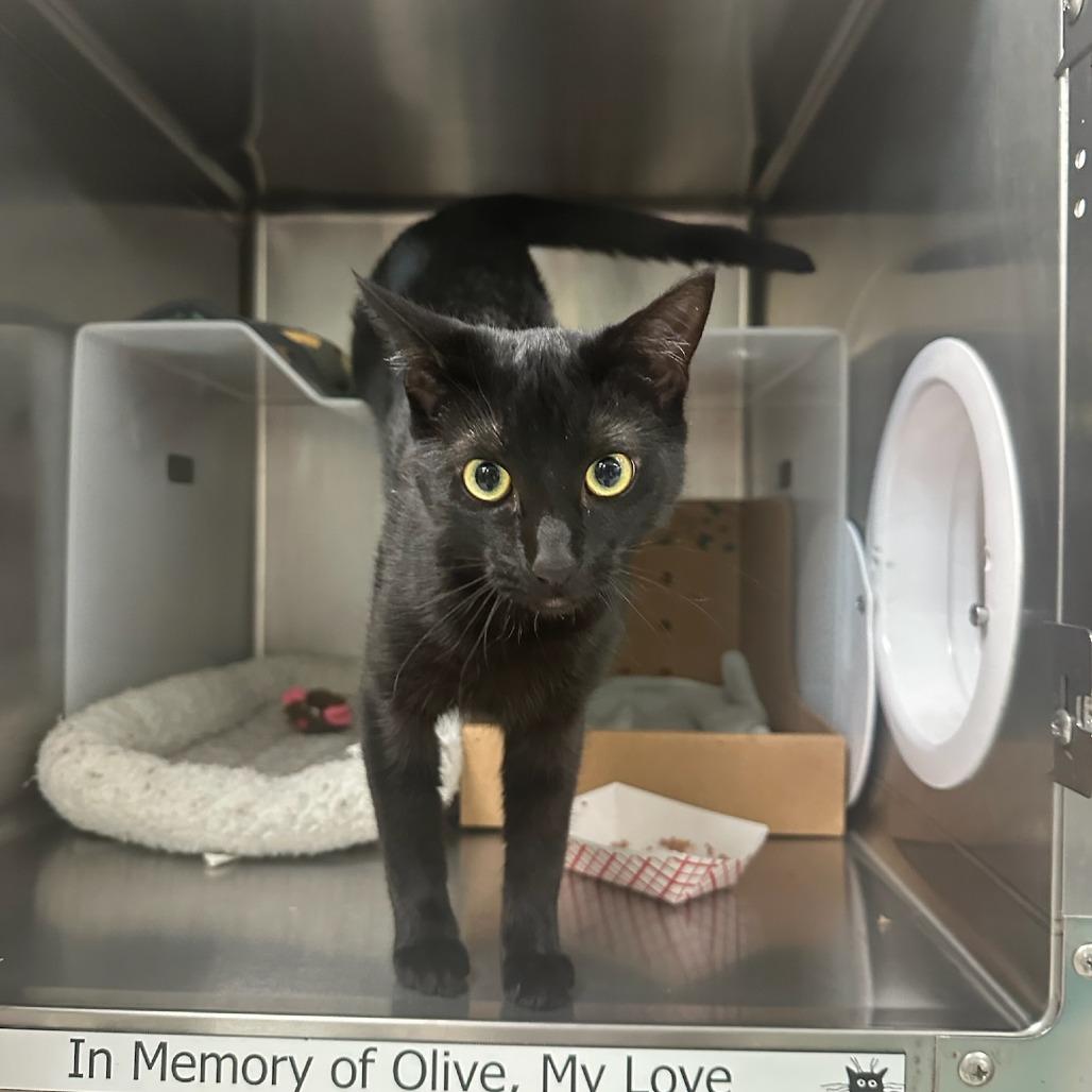 Chilaquiles, a Adoptable Domestic Short Hair in Santa Barbara, CA image 2/2