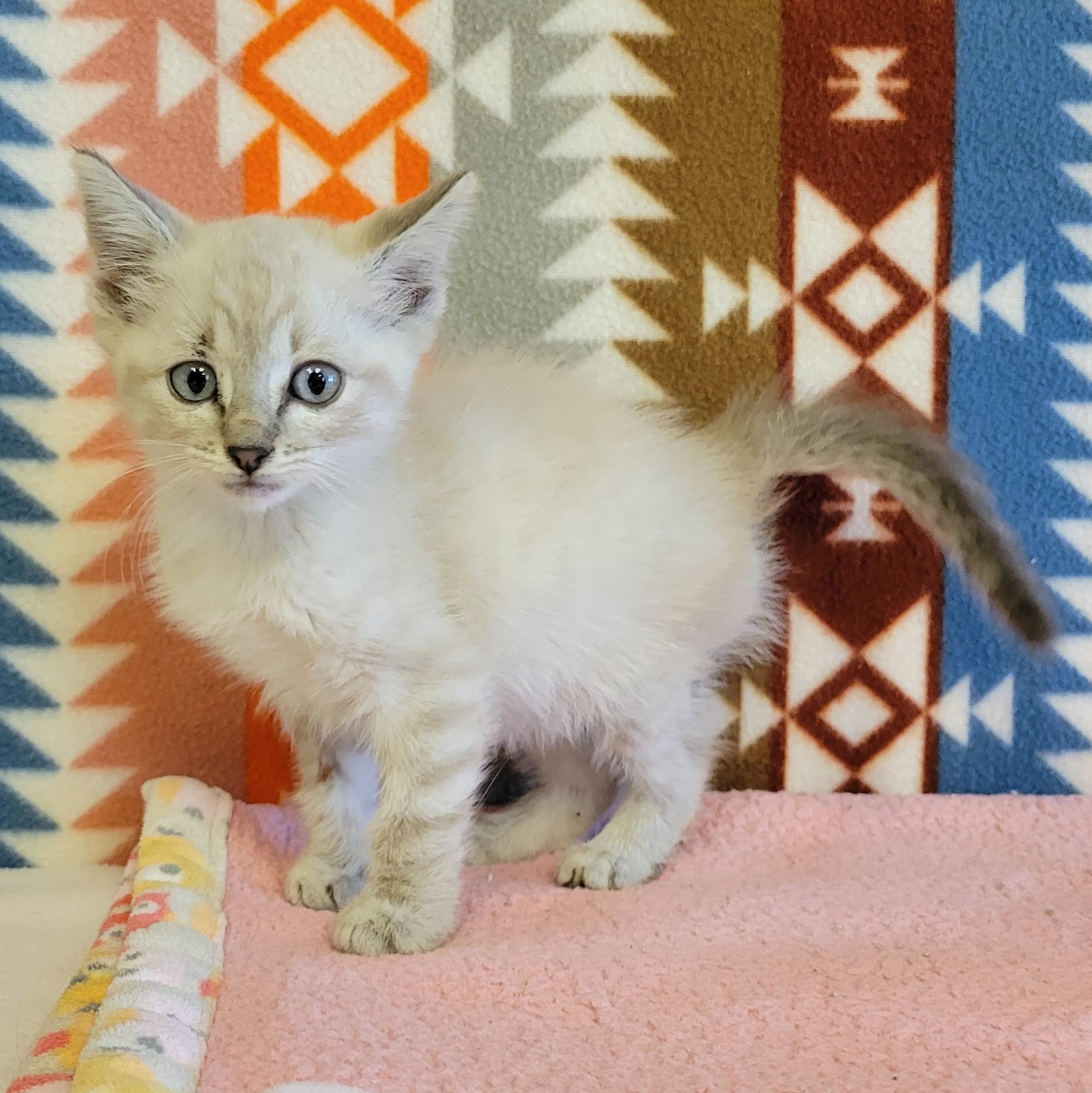 Enlarge Rory, a ADOPTABLE mixed breed in ALPINE, TX image 5/5